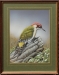 PeterRobinsonGreenWoodpecker800